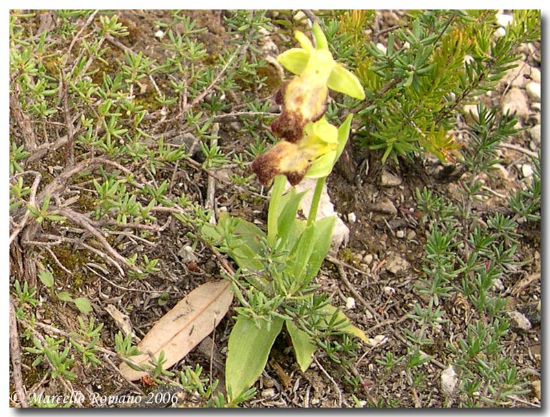 Ophrys lojaconoi ?